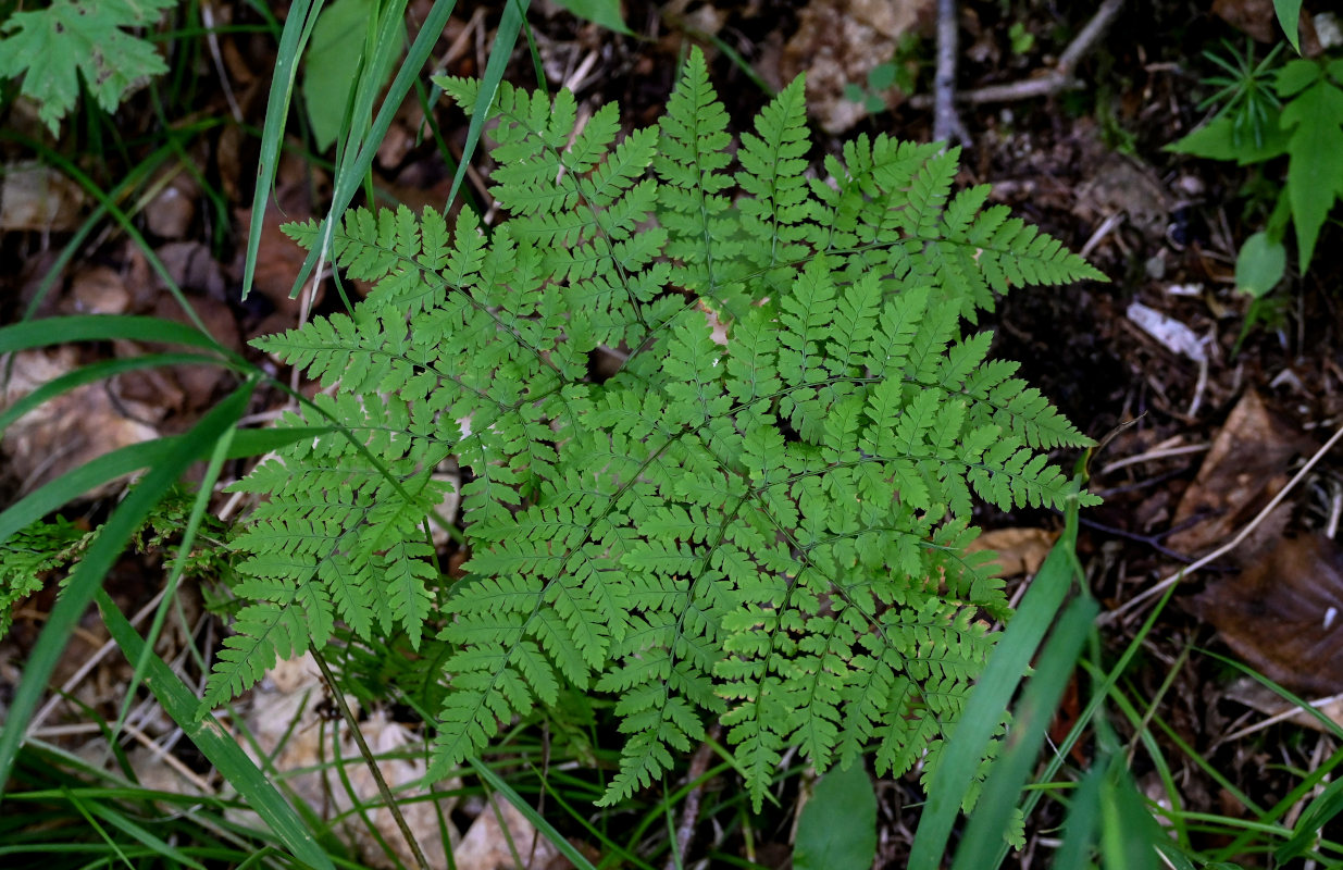 Изображение особи Dryopteris amurensis.