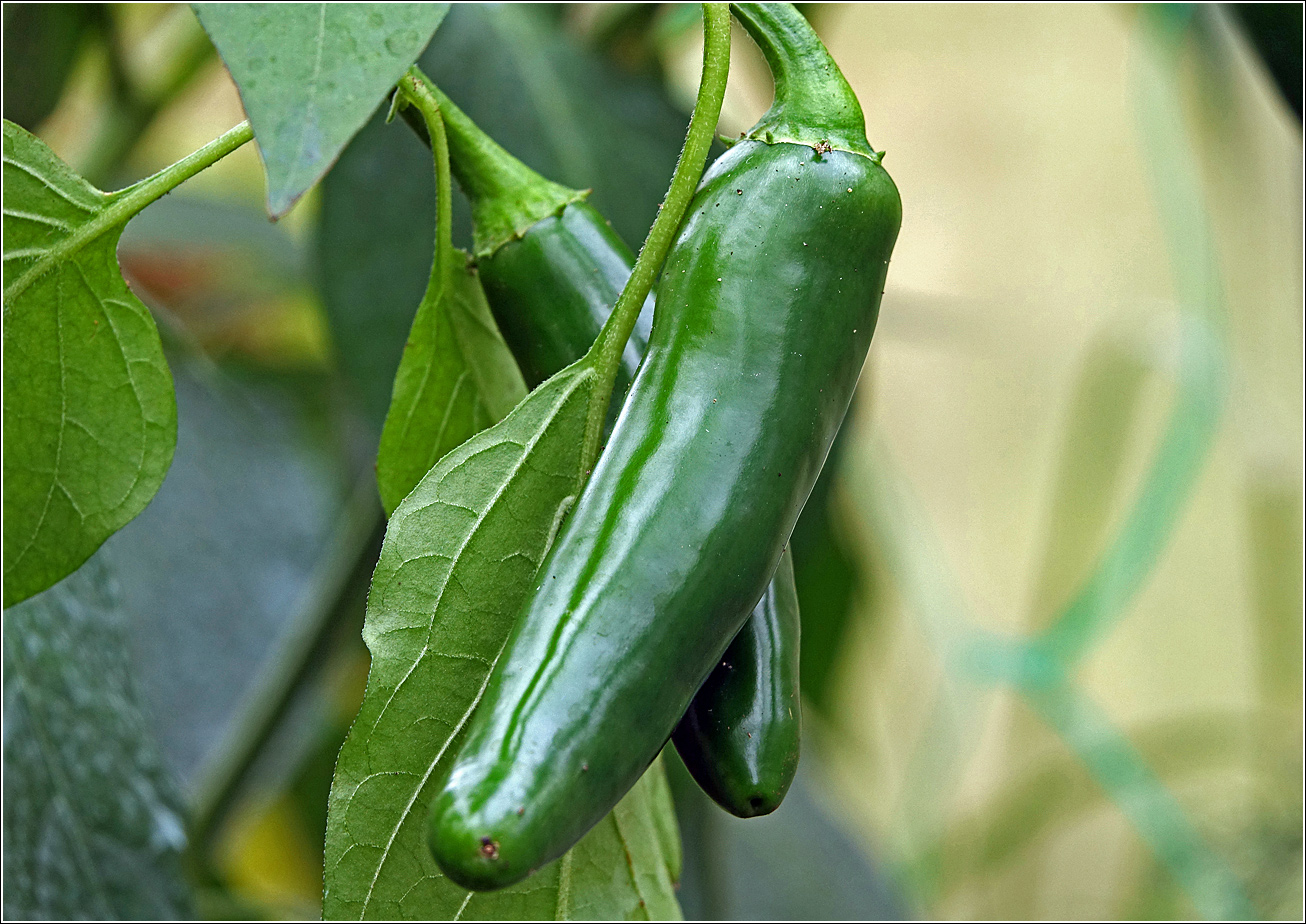 Изображение особи Capsicum annuum.