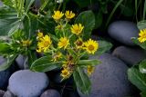 Senecio pseudoarnica