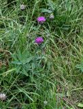 Centaurea ossethica