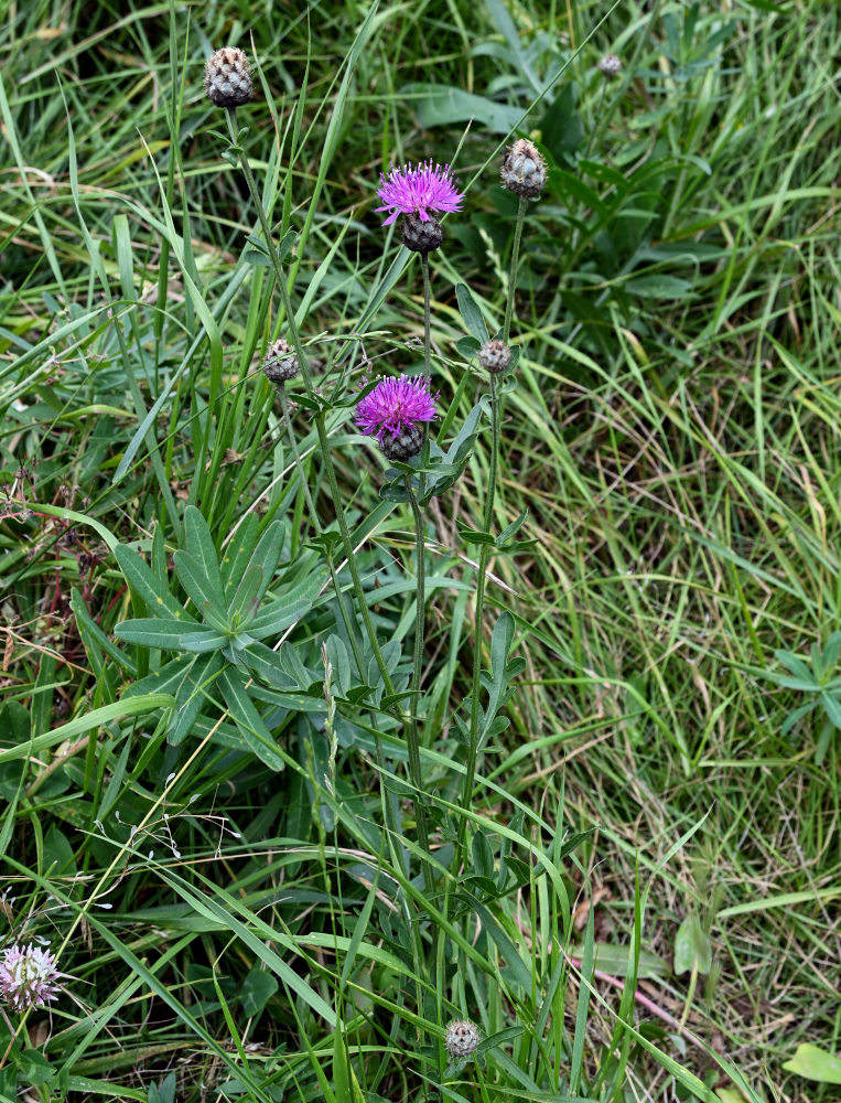 Изображение особи Centaurea ossethica.