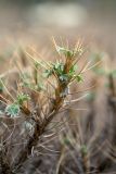 Astragalus arnacanthoides