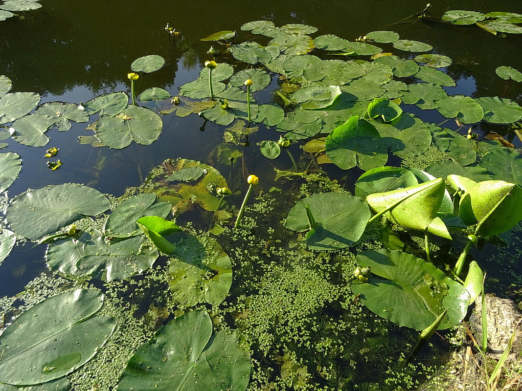 Изображение особи Nuphar lutea.