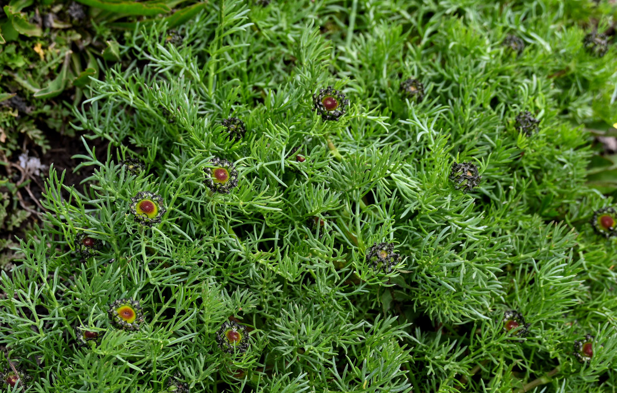 Image of Tripleurospermum caucasicum specimen.