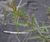 genus Salix. Верхушка побега с повреждёнными листьями. Чечня, Шаройский р-н, левый берег р. Шароаргун в 2 км выше устья р. Кенхи, сухая протока. 11 августа 2023 г.