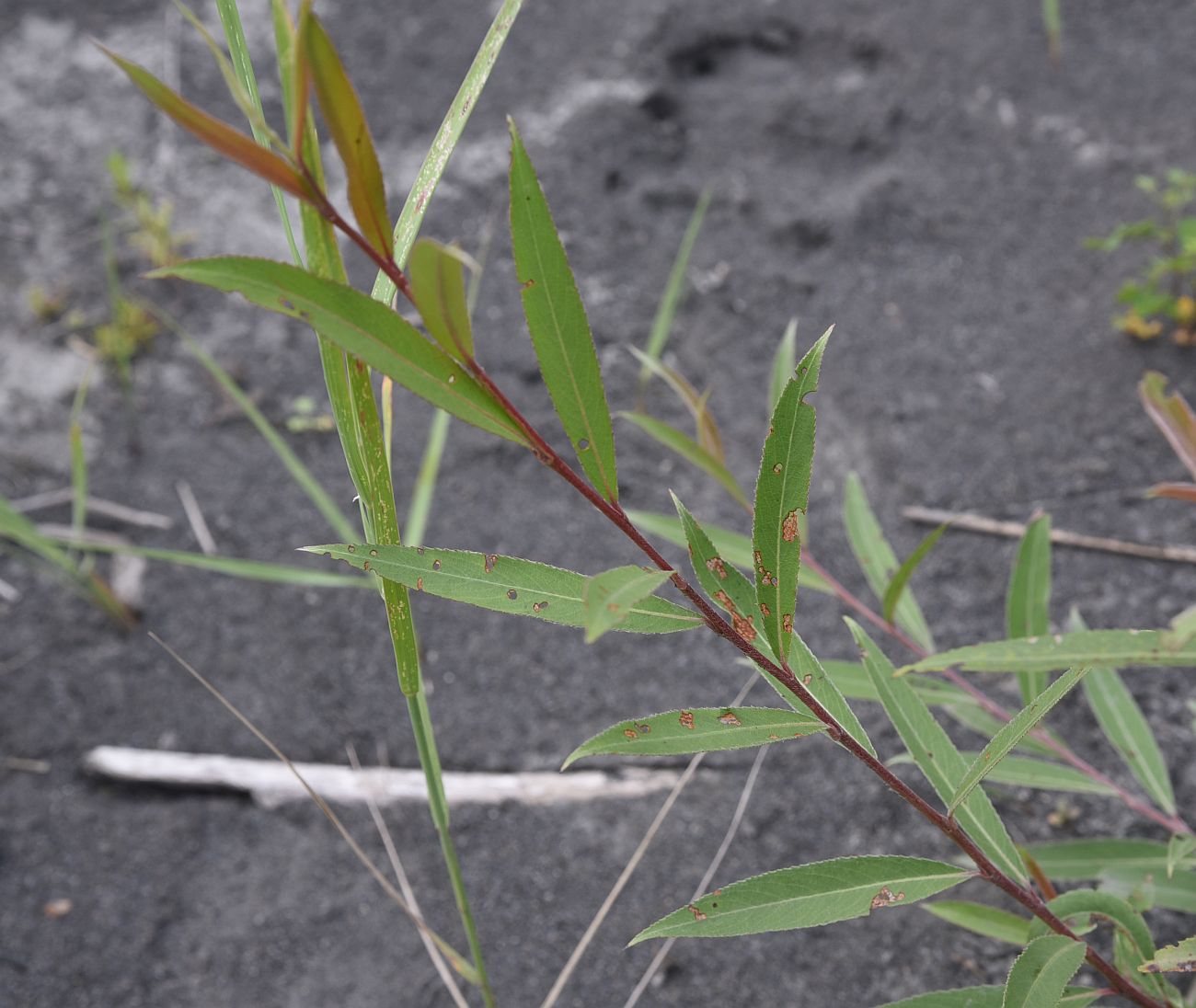 Image of genus Salix specimen.