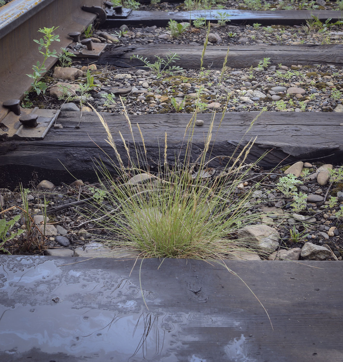 Image of genus Festuca specimen.