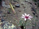 Tragopogon conduplicatus