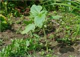 Helianthus annuus