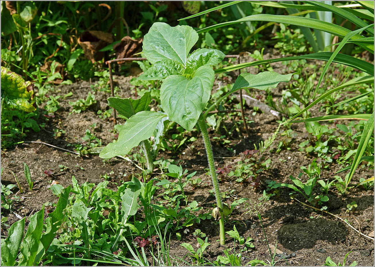 Image of Helianthus annuus specimen.