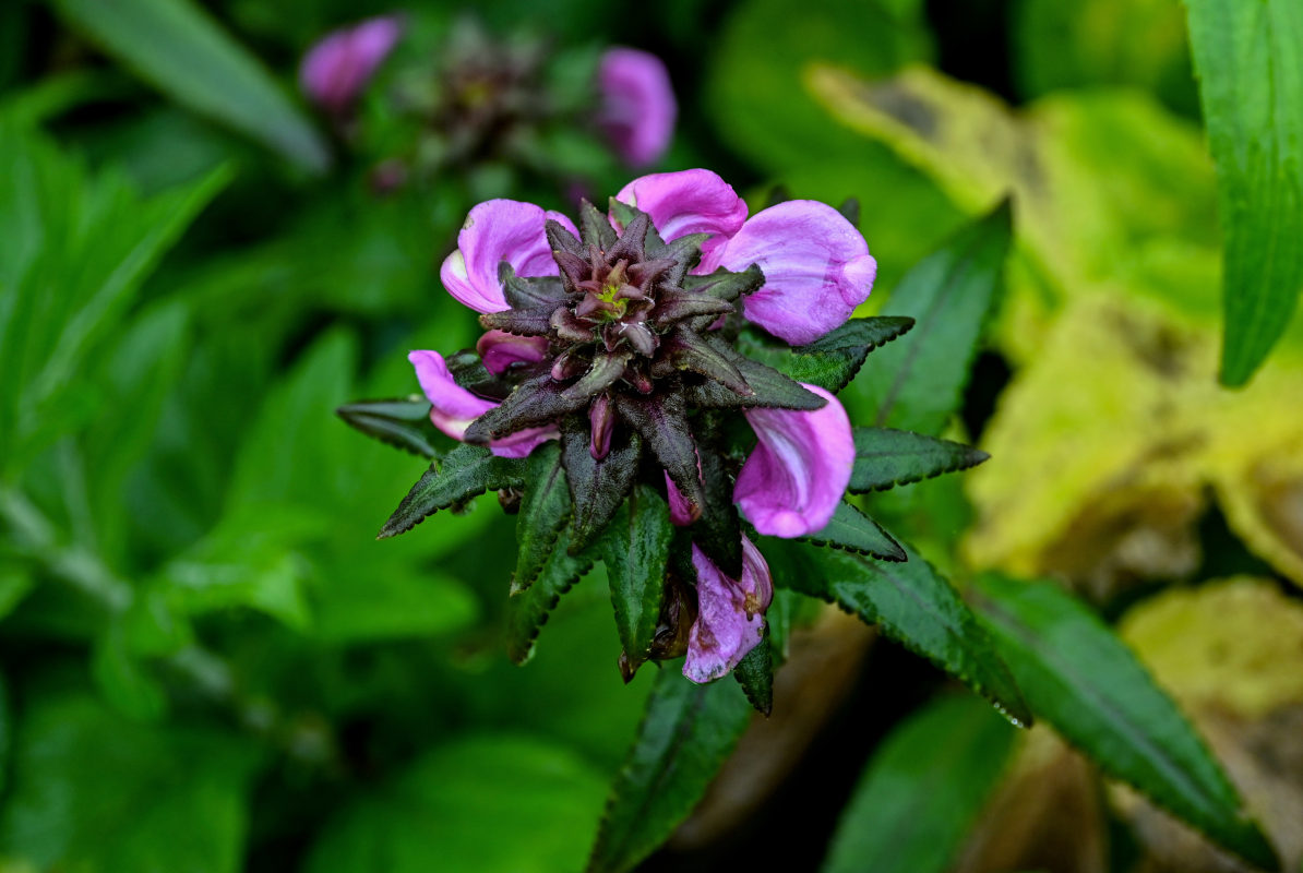 Image of Pedicularis resupinata specimen.