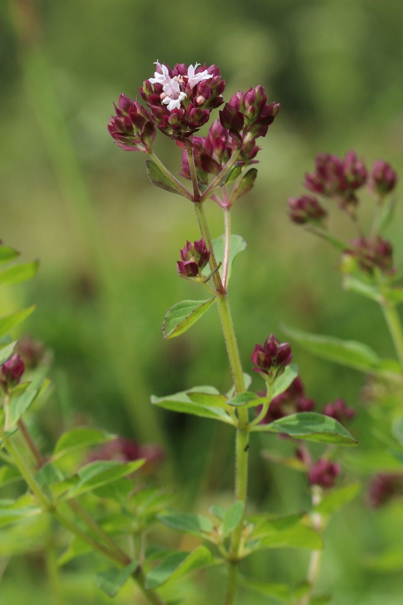 Изображение особи Origanum vulgare.