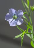 Linum usitatissimum