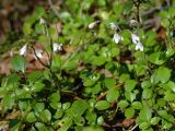 Linnaea borealis