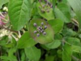 Lonicera caprifolium. Бутонизирующие соцветия. Краснодарский край, г/о Сочи, Хостинский р-н, у дороги к Орлиным скалам, широколиственный лес. 30.04.2022.