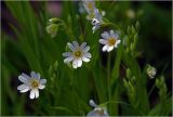 Stellaria holostea. Цветки и бутоны на верхушках побегов. Московская обл., Раменский р-н, окр. ж.-д. платформы Хрипань, просека под ЛЭП. 06.05.2024.