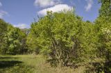 Acer ginnala. Зацветающее дерево. Приморский край, Уссурийский ГО, окр. с. Монакино, околица. 12.05.2024.