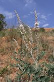 Onobrychis pallasii