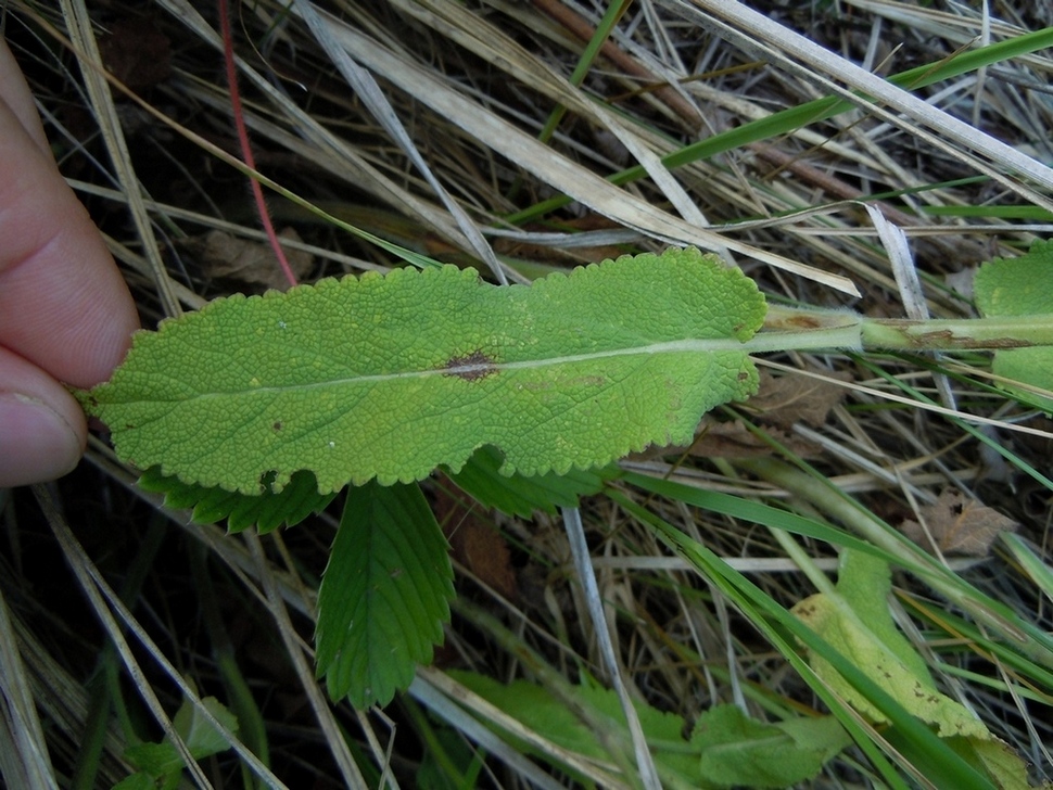 Image of Salvia tesquicola specimen.