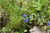 Gentiana dshimilensis