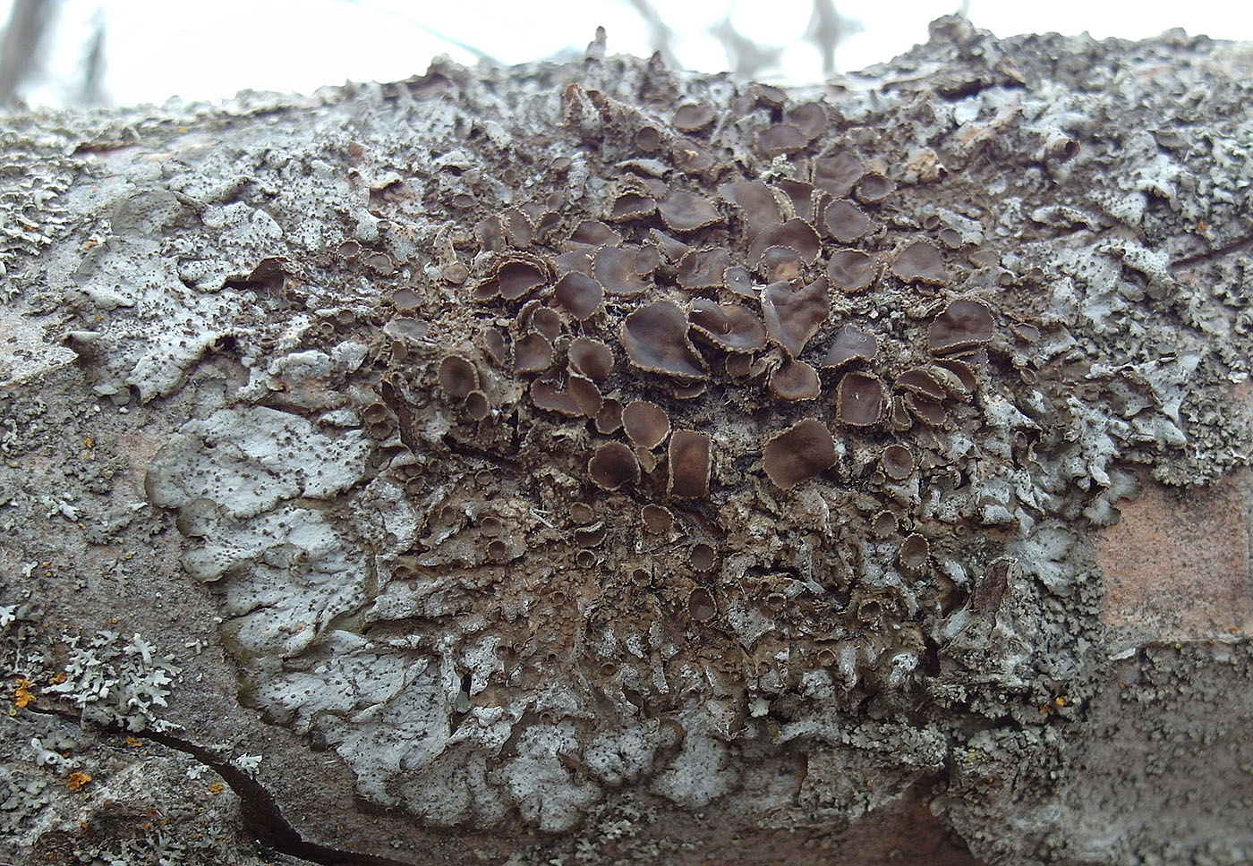 Image of Melanohalea exasperata specimen.
