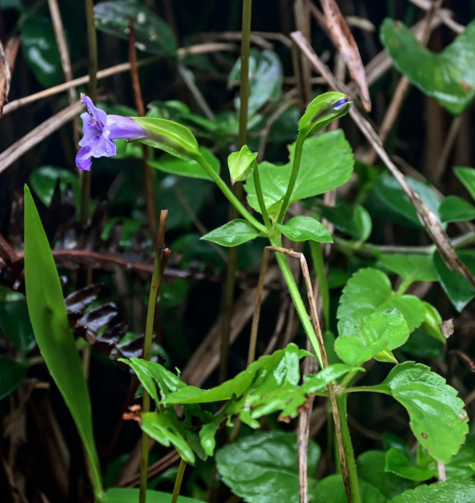 Изображение особи Torenia asiatica.
