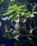 Sterculia monosperma. Верхушка ветви с незрелыми плодами. Китай, провинция Гуандун, г. Гуанчжоу, в культуре. 28.05.2024.