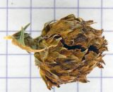 Cryptomeria japonica