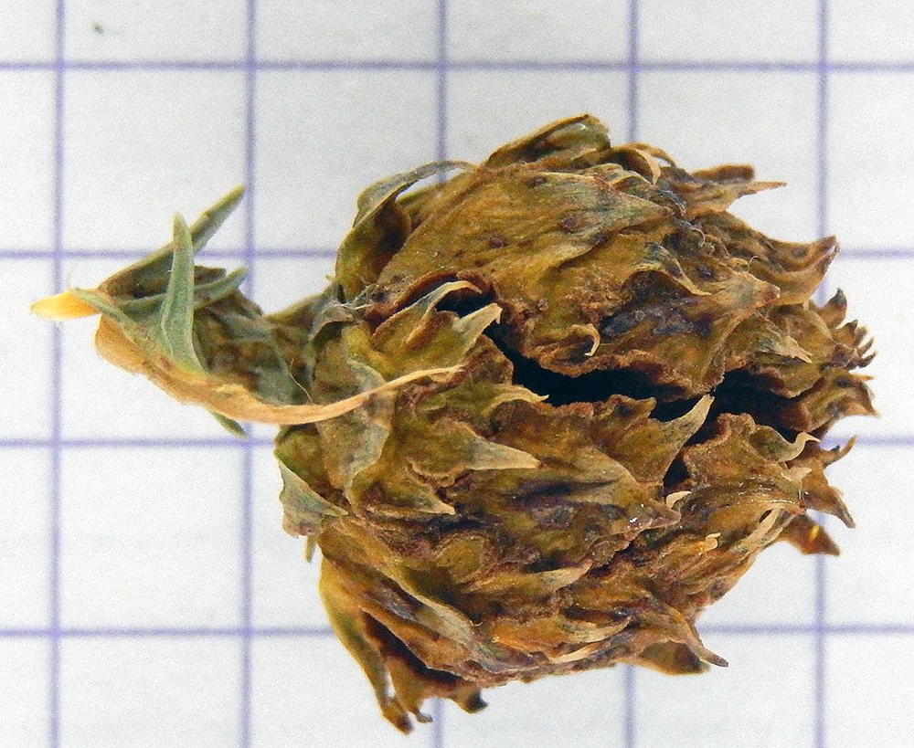 Изображение особи Cryptomeria japonica.