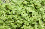 Callitriche palustris