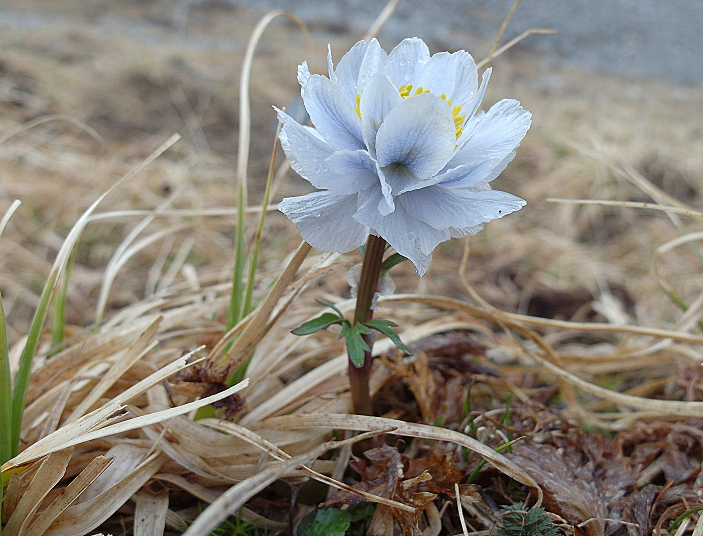 Image of Trollius lilacinus specimen.