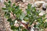 Atriplex dimorphostegia. Верхушка цветущего растения. Таджикистан, Согдийская обл., Исфара, пестроцветный склон, сложенный зелёными песчаниками, переполненный окаменевшими устрицами. 1 мая 2023 г.