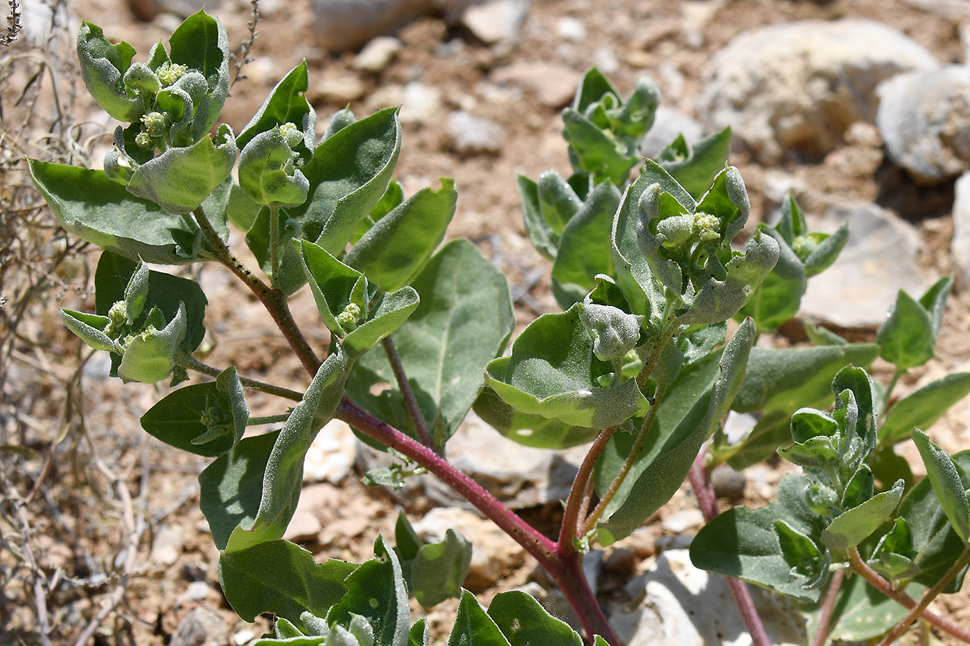 Image of Atriplex dimorphostegia specimen.