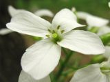 Cardamine bulbifera. Цветок. Украина, Закарпатская обл., Виноградов, Чёрная гора, широколиственный лес. 5 мая 2008 г.