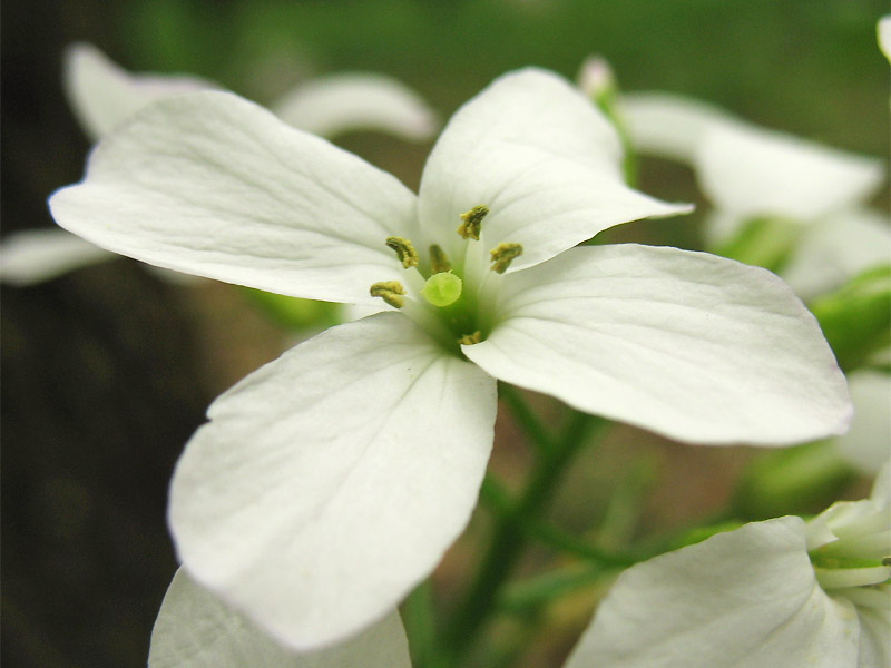 Изображение особи Cardamine bulbifera.