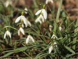 Galanthus nivalis. Верхушки цветущих растений. Санкт-Петербург, Ботанический сад Петра Великого, северный двор, цветник. 30.03.2025.