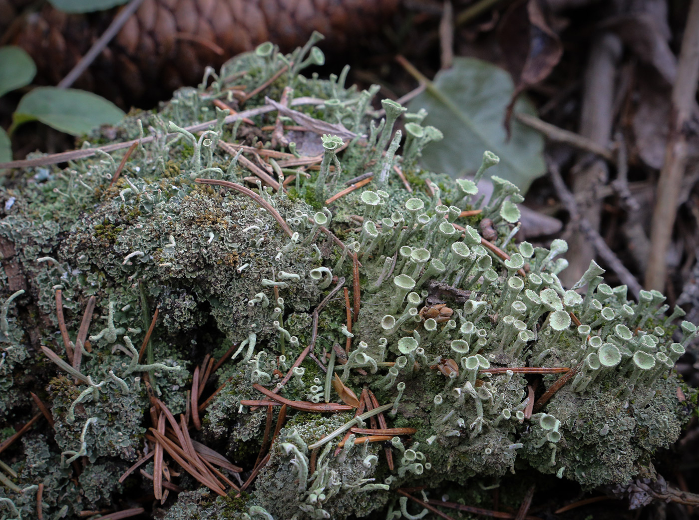 Изображение особи Cladonia fimbriata.