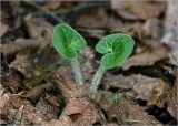 Asarum europaeum. Листья молодого растения. Московская обл., Раменский р-н, окр. ж.-д. платформы Хрипань, просека в смешанном лесу. 23.04.2025.