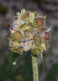 Solenanthus karateginus