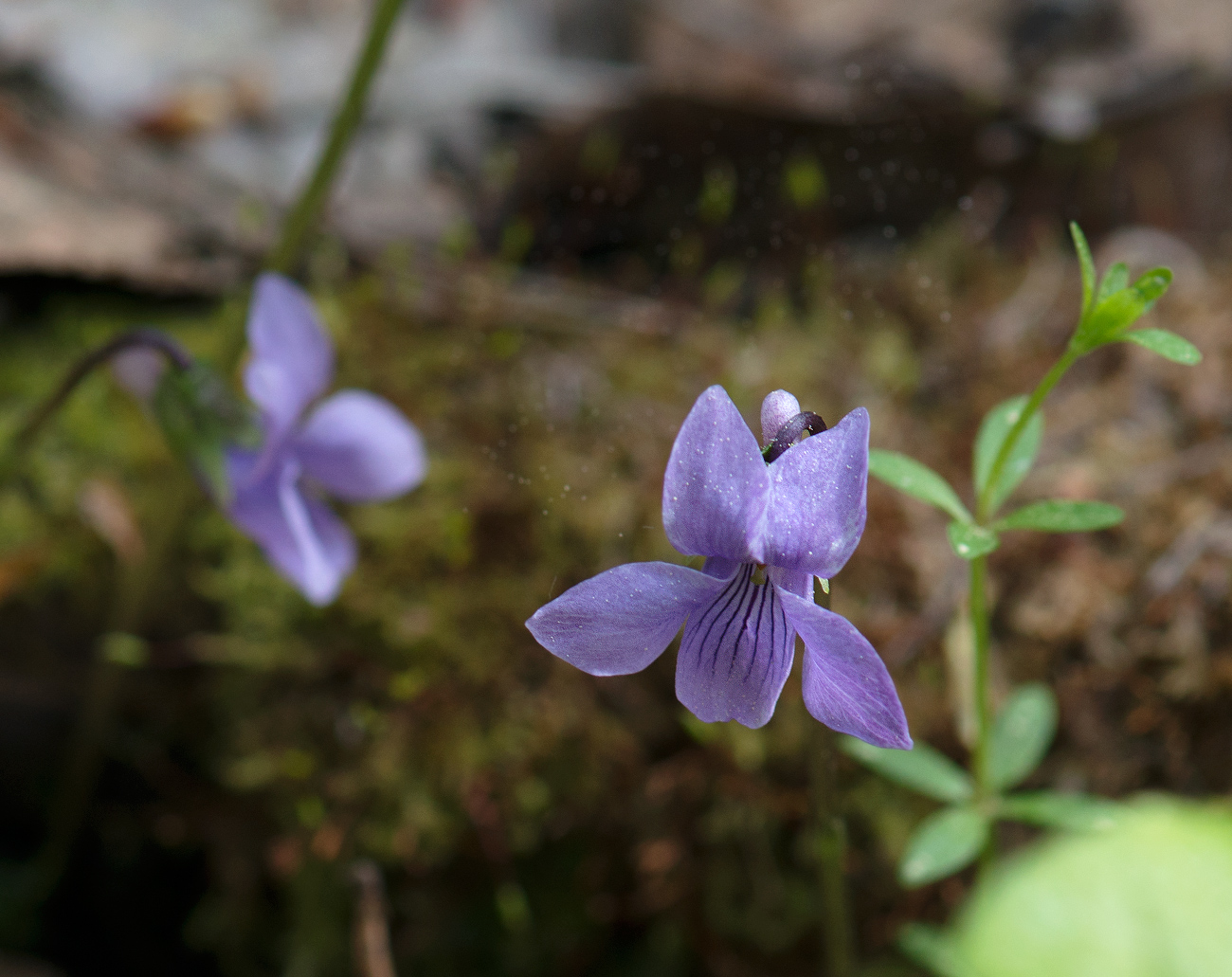Image of Viola epipsila specimen.