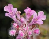 Ajuga multiflora