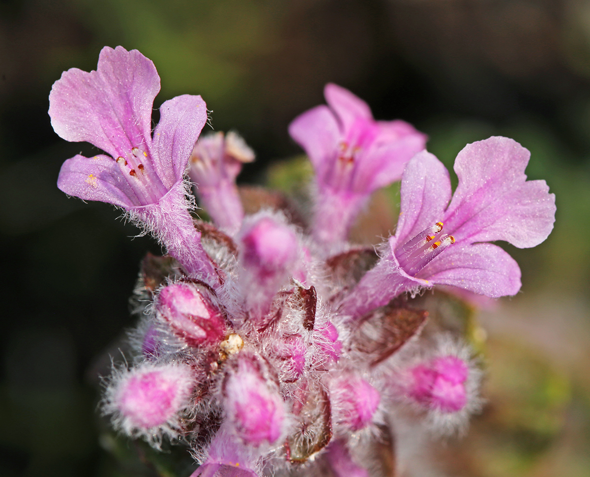 Изображение особи Ajuga multiflora.
