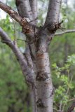 genus Salix. Часть ствола. Мурманск, Октябрьский р-н, антропогенная опушка берёзового леса. 09.06.2025.