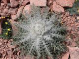 Schmalhausenia nidulans