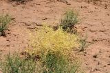 Alhagi pseudalhagi