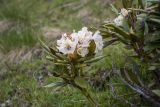 Rhododendron caucasicum. Верхушка ветви с соцветием. Республика Адыгея, Майкопский р-н, Кавказский биосферный запов., гора Оштен, под предвершинным гребнем, выс. ок. 2400 м н.у.м., альпийский луг. 05.07.2025.