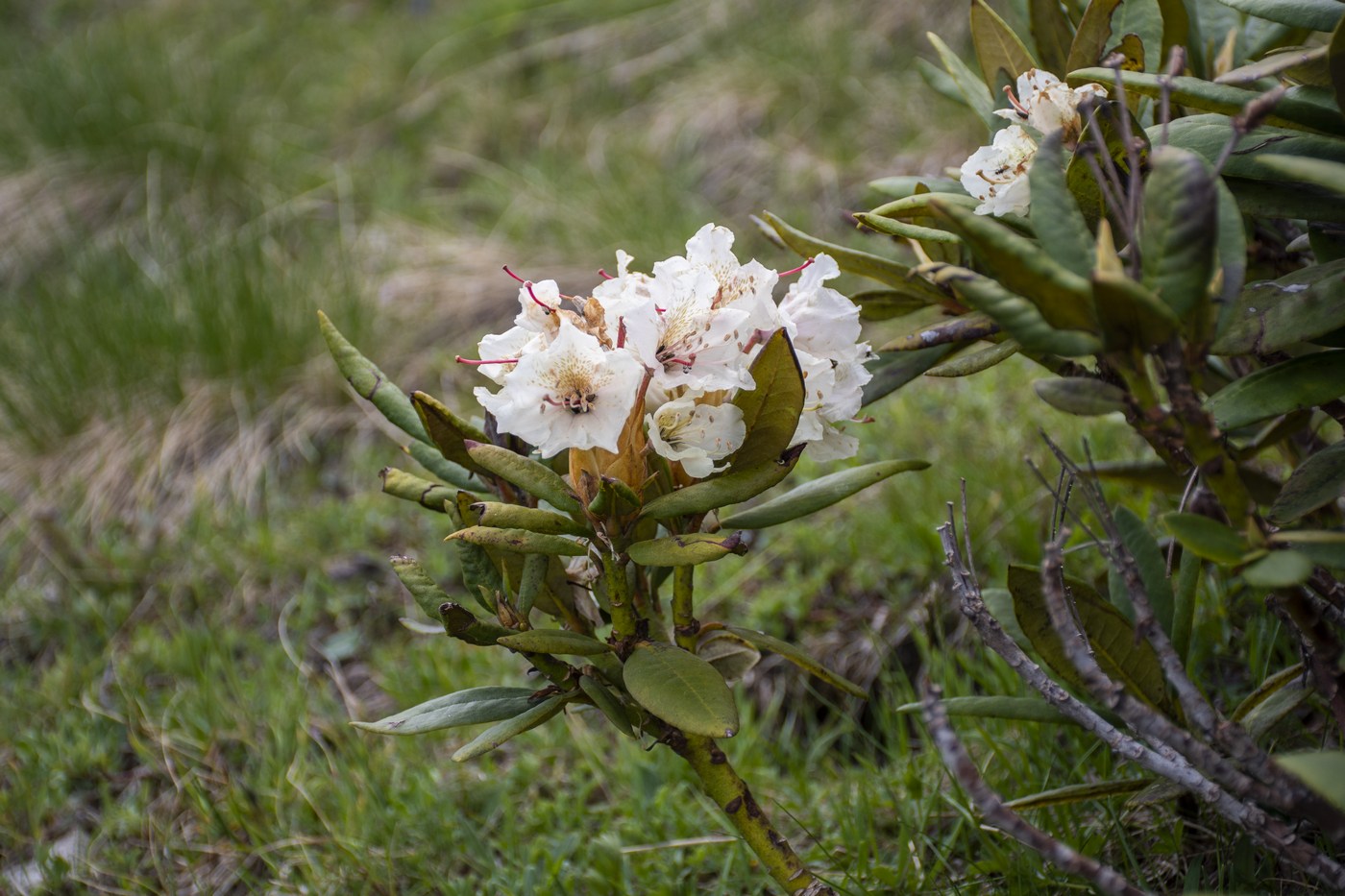 Image of Rhododendron caucasicum specimen.