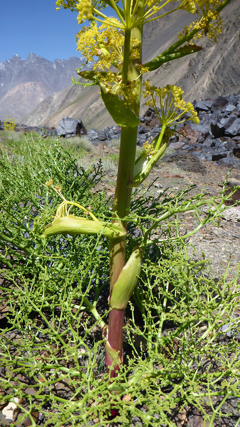Изображение особи Ferula grigoriewii.