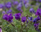 View full-size image genus Oxytropis