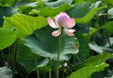 Nelumbo komarovii. Цветок и листья. Приморский край, ЗАТО Фокино, окр. пос. Путятин; о-в Путятина, оз. Гусиное. 13.08.2025.